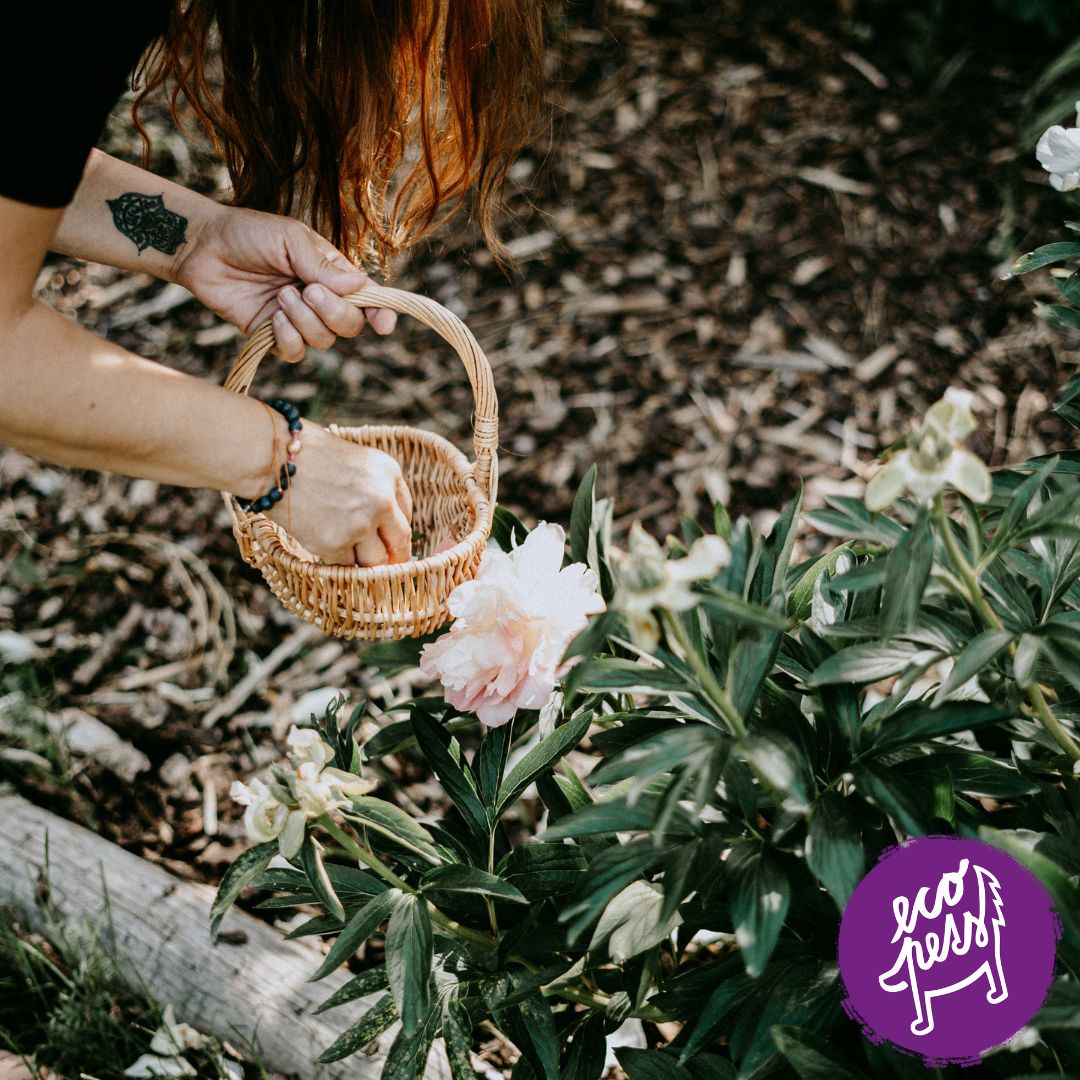 Bachovy esence pro psy, kočky a koně – přírodní cesta ke klidu-ecopets Katka